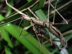 Candovia granulosa
