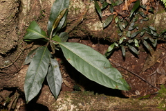 Rhodomyrtus psidioides