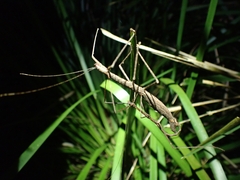 Candovia granulosa