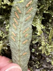 Asplenium griffithianum