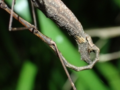 Candovia granulosa