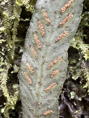Asplenium griffithianum