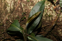 Rhodomyrtus psidioides