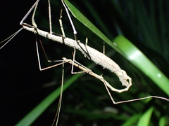 Candovia granulosa