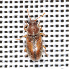 Telmatophilus caricis