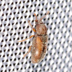 Telmatophilus caricis