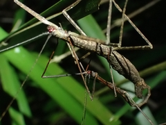 Candovia granulosa