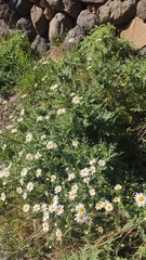 Argyranthemum adauctum dugourii