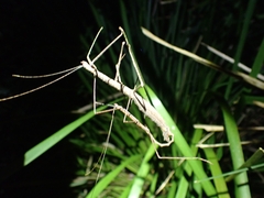Candovia granulosa