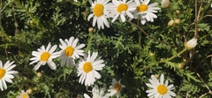 Argyranthemum adauctum dugourii