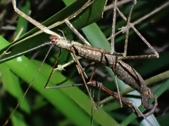 Candovia granulosa