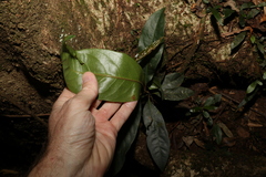 Rhodomyrtus psidioides