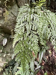 Asplenium ritoense