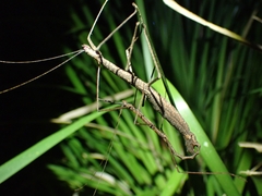 Candovia granulosa