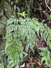 Asplenium ritoense