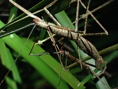 Candovia granulosa