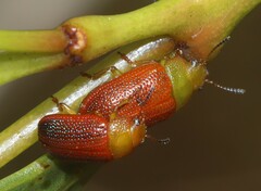Calomela satelles