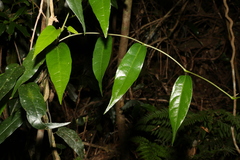 Aristolochia laheyana