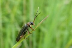 Cantharis
