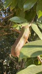 Hymenaea courbaril