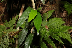 Aristolochia laheyana
