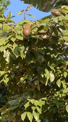 Hymenaea courbaril