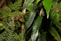 Aristolochia laheyana