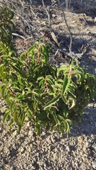 Cistus symphytifolius