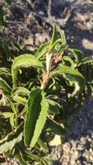 Cistus symphytifolius