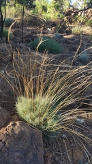 Descurainia bourgaeana