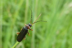 Cantharis