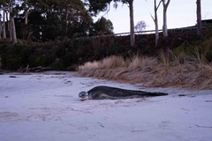 Hydrurga leptonyx