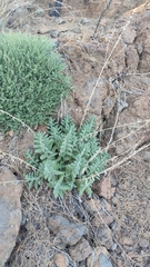 Nepeta teydea