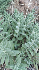 Nepeta teydea