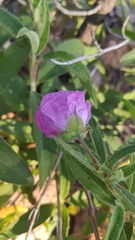 Cistus symphytifolius