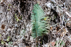 Dioon