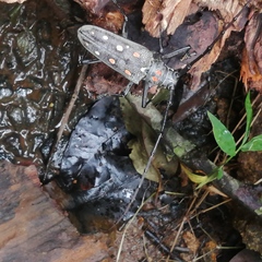 Batocera rubus