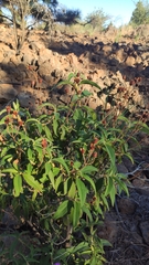 Cistus symphytifolius