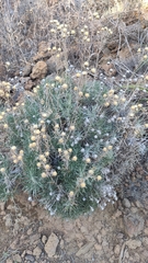Carlina xeranthemoides