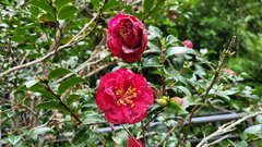 Camellia japonica