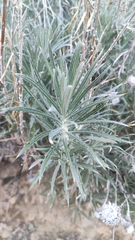Carlina xeranthemoides