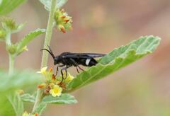 Pseudocephalotilla atropos