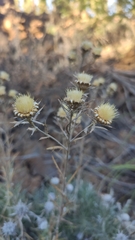Carlina xeranthemoides