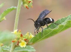 Pseudocephalotilla atropos