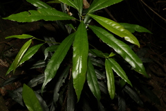 Elaeocarpus kirtonii