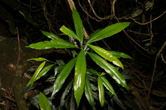 Elaeocarpus kirtonii