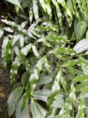 Pteris formosana