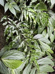 Pteris formosana
