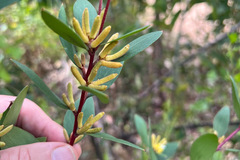 Persoonia confertiflora