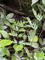 Pteris formosana